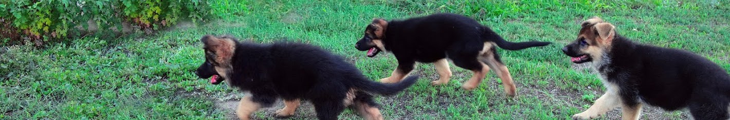 German Shepherd and Dog breeds