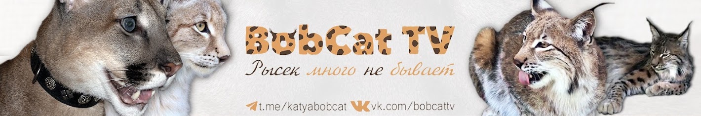 BobCat ТV