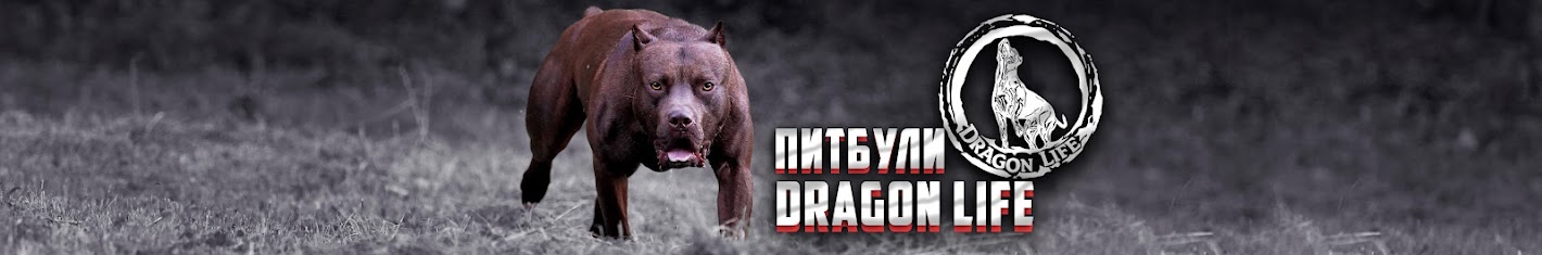 Питбули Dragon life